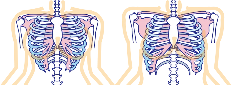 肋骨が広がると、中央にある胸骨が上り、鎖骨や肩甲骨を持ち上げ、上腕は外へ張り出し、イカリ肩や広い肩幅になってしまいます。