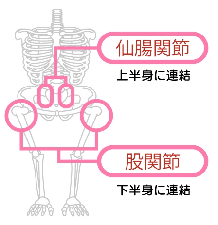 骨盤を構成する仙腸関節と股関節の図解｜上半身を支える骨格の要と、全身の運動を司る股関節の連動性の解説